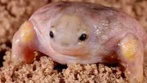 Môže korytnačky opustiť škrupinu?